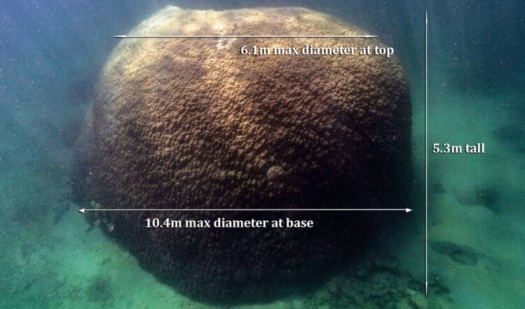 Обнаружение гигантского коралла. Размеры огромного коралла. Фото.