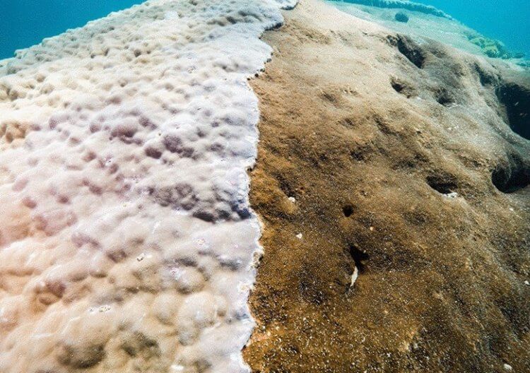 Как обычные люди совершают научные открытия? Научное открытие совершить может любой человек. Недавно пловцы нашли один из самых больших кораллов. Фото.