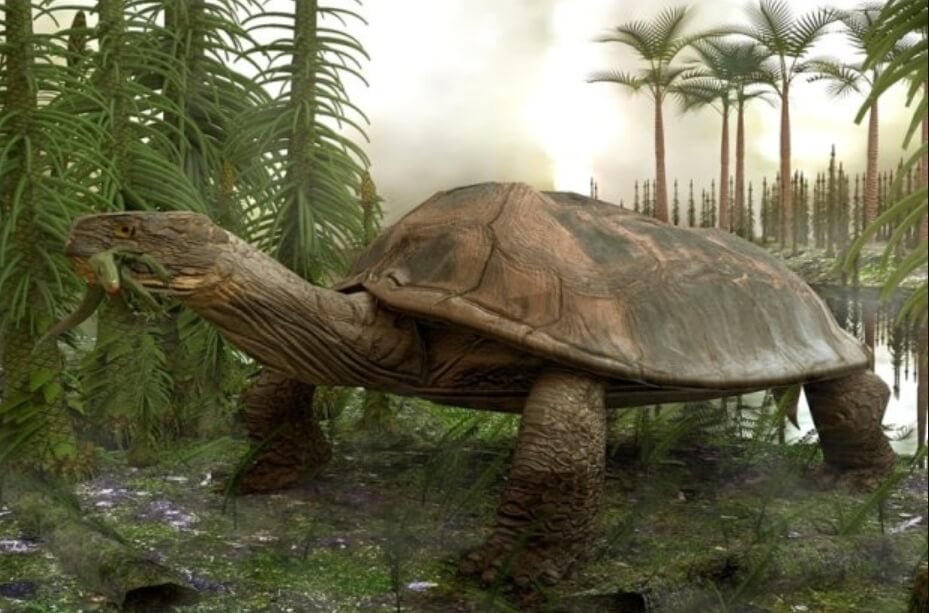 Ученые обнаружили яйцо с эмбрионом древней гигантской черепахи. Во времена динозавров черепахи вырастали до гигантских размеров. Фото.