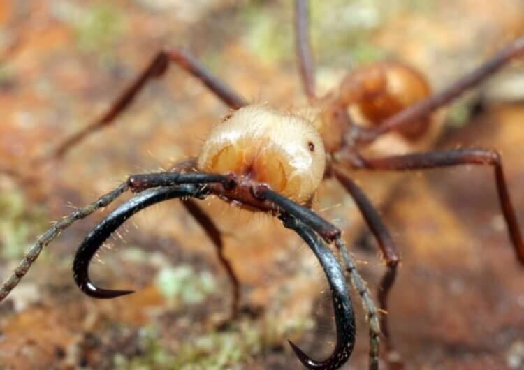 Что такое круг смерти муравьев и как он происходит. Участниками кругов смерти обычно становятся муравьи-кочевники. Фото.