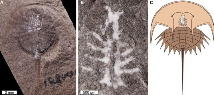 Самый древний мозг, найденный учеными. Слева направо: окаменелость тела краба Euproops danae, отпечаток его головного мозга, расположение мозга на теле. Фото.