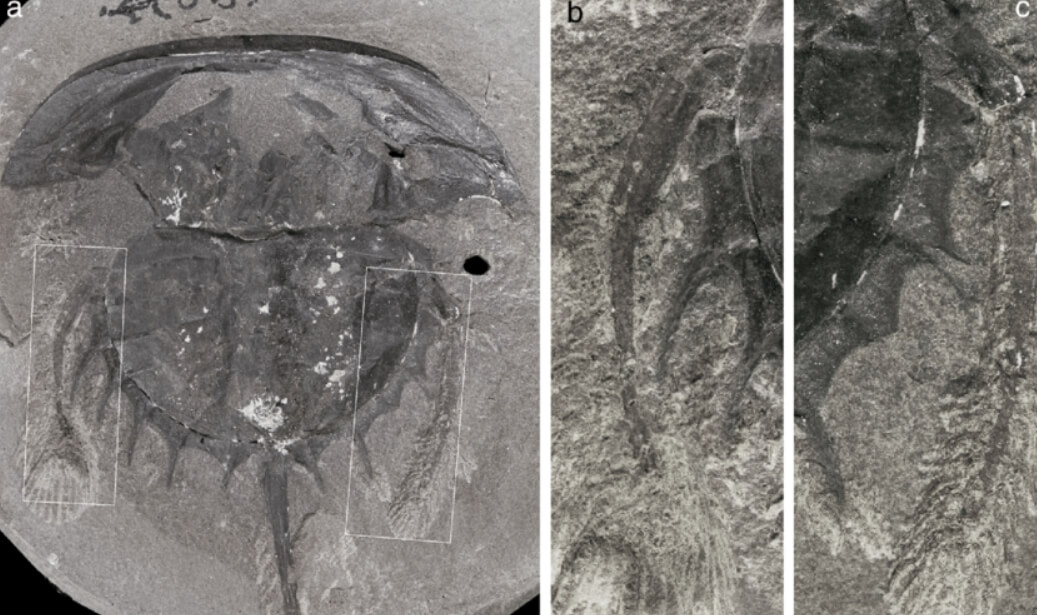 Где лучше искать останки древних животных? Ученые обнаруживали много окаменелостей древних подковообразных крабов, вот одно из них. Фото.