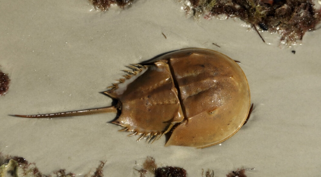 Самый древний мозг, найденный учеными. Современный подковообразный краб. Фото.
