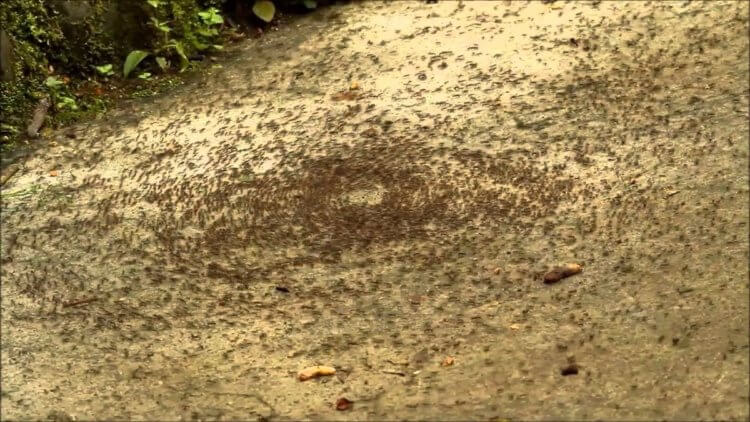 Что такое круг смерти муравьев и как он происходит. Постепенно муровьеворот приобретает гигантские масштабы. Фото.