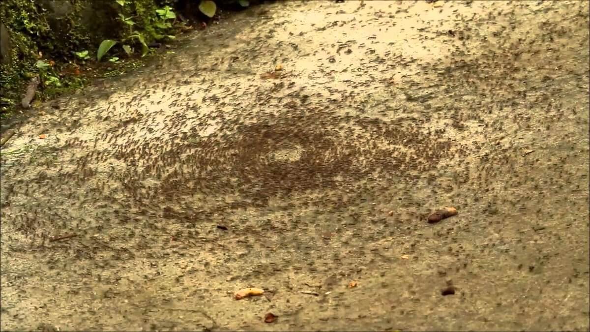 Постепенно муровьеворот приобретает гигантские масштабы. Фото.