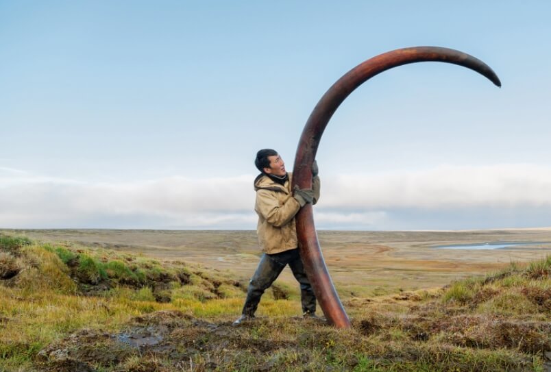 Бивень мамонта в сравнении с ростом взрослого человека. Фото.