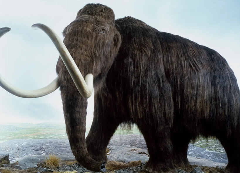 За свою жизнь мамонты проходили много километров. Фото.