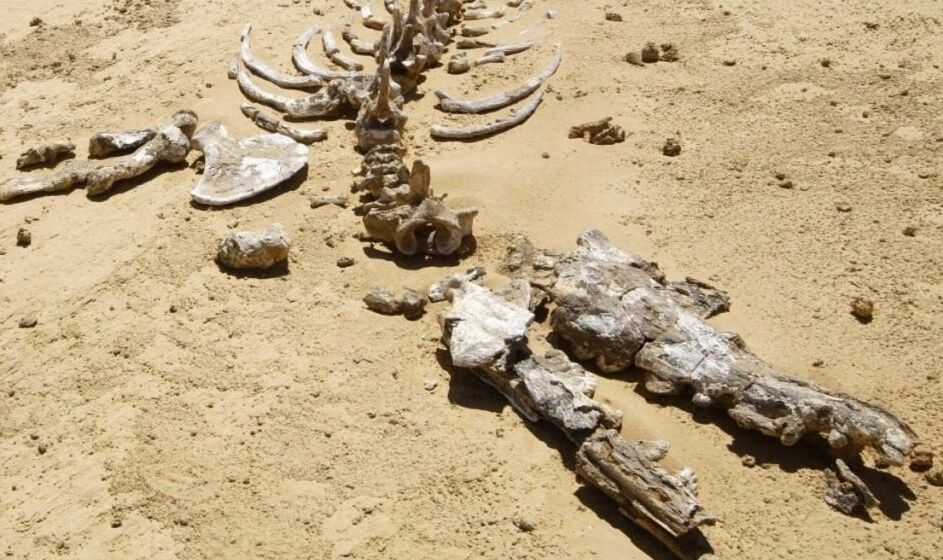 Окаменелые останки Phiomicetus anubis. Фото.