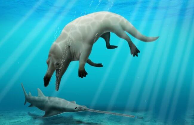 В Египте найдены кости древнего кита с четырьмя лапам. Фото.