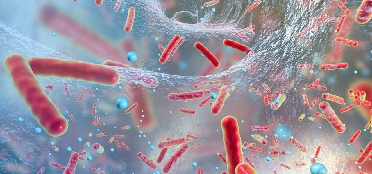 В чем секрет долголетия: полезные бактерии продлевают жизнь? Желчная кислота isoalloLCA эффективно защищает кишечник от патогенных бактерий. Фото.