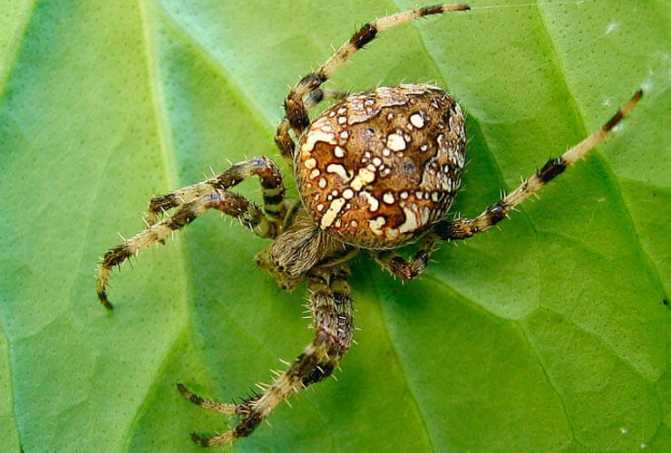 Паук аргиопа — укус болезненный, но не смертельный. Укус паука крестовика сопровождается рядом неприятных симптомов. Фото.