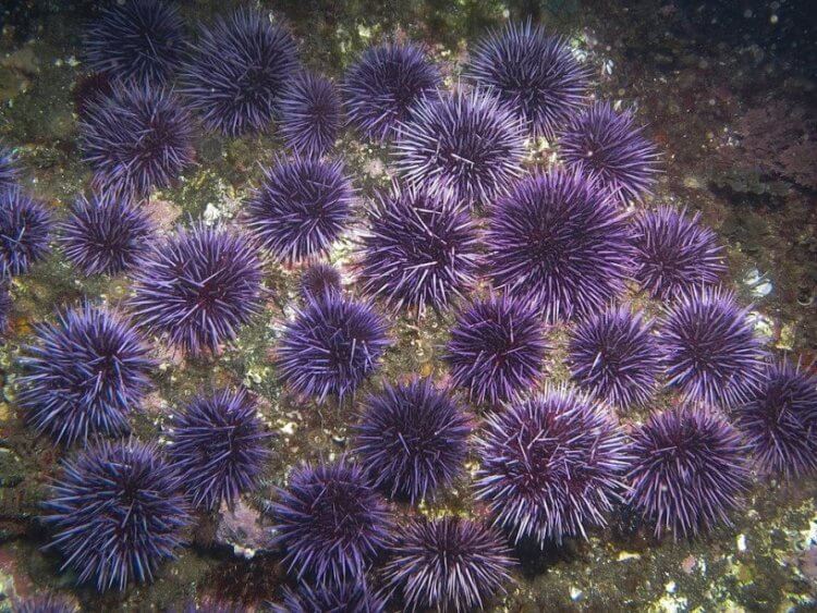 Чем полезны морские звезды-подсолнухи. Пурпурные морские ежи уничтожают леса водорослей. Фото.