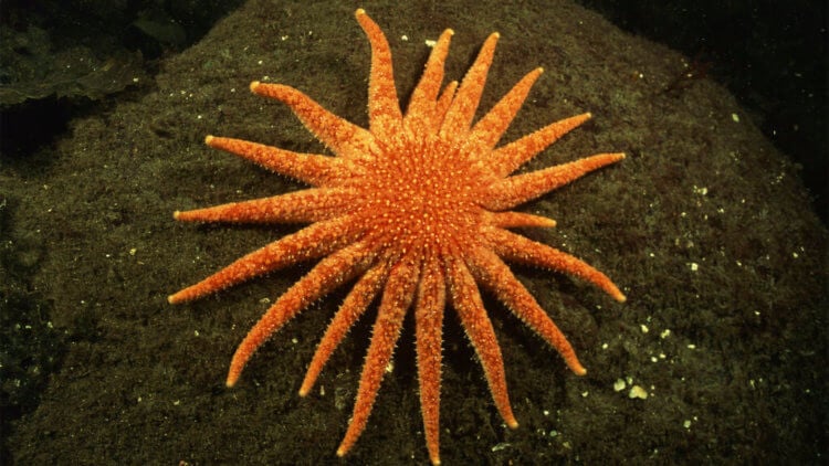 Чем полезны морские звезды-подсолнухи. Морская звезда-подсолнух является хищником, который питается морскими ежами. Фото.
