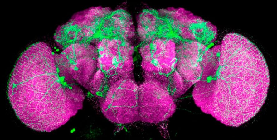 Ученые обнаружили нейроны в мозге дрозофил, которые влияют на чувство голода. Фото.