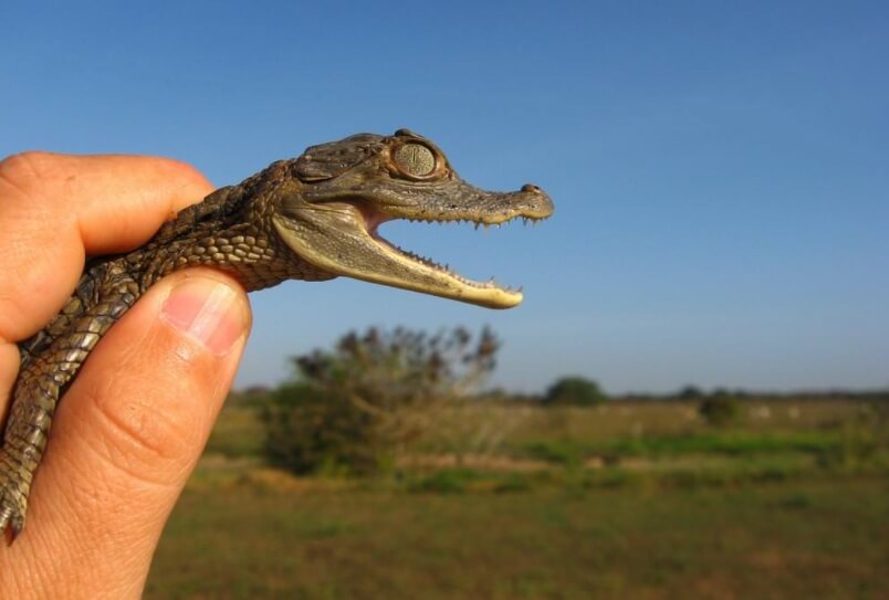 Крокодилы кайманы тоже плохо воспринимают холодные условия. Фото.