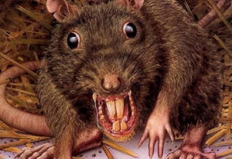 Кто такие метрокрысы? Крысы — персонажи многих «диггерских» страшилок. Фото.