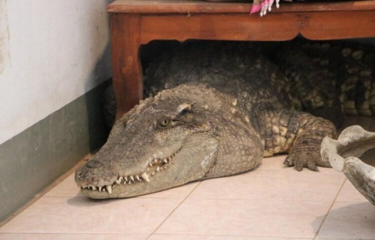 Откуда в канализации крокодилы? Домашние крокодилы покупаются в качестве домашних животных даже сегодня. Фото.