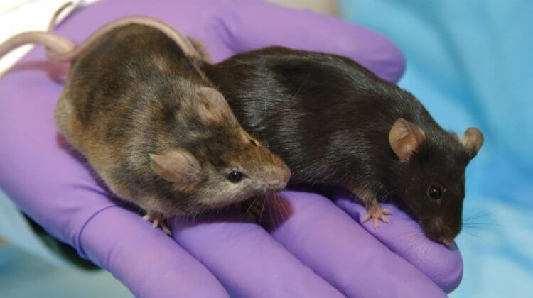 Как уменьшить длительность сна мышей? После изменений в головном мозге лабораторные мыши стали меньше спать. Фото.