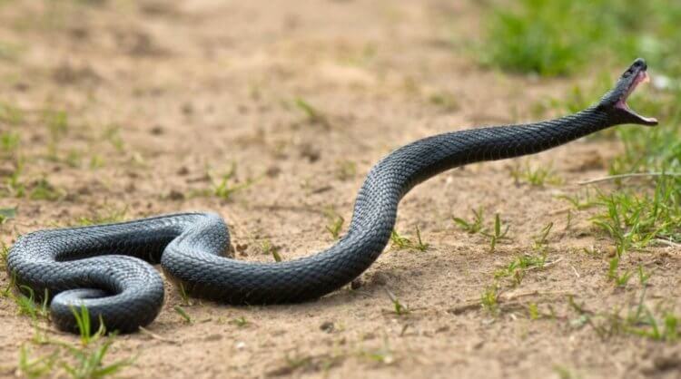 Почему змеи ядовтые? Некоторые змеи умеют даже плеваться ядом. Фото.