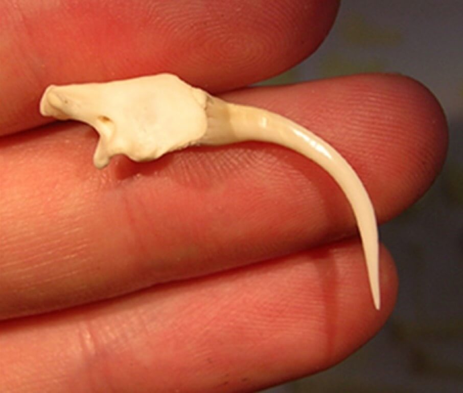 Почему змеи ядовтые? У некоторых змей поистине огромные зубы. На фотографии — клык габонской гадюки. Фото.