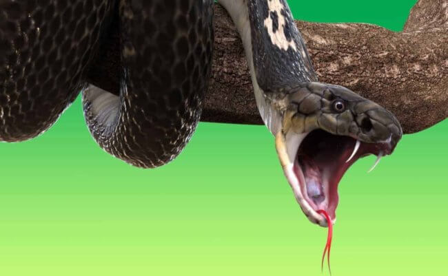 Клыки древних змей не были опасными. Как в них появился яд? Фото.