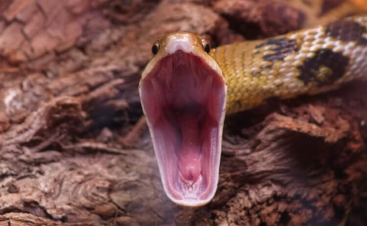 Эволюция змеиных зубов. У некоторых змей нет острых клыков, поэтому они охотятся по-другому. Например, удавы душат и проглатывают добычу целиком. Фото.