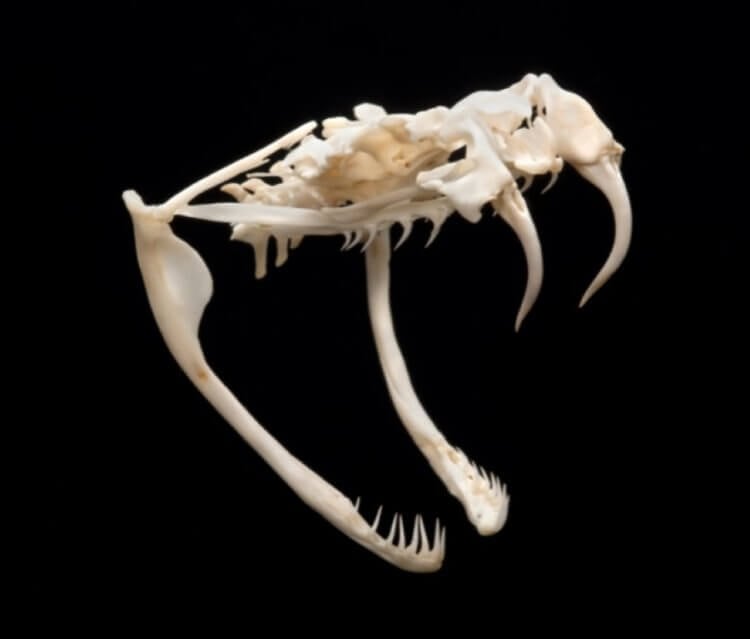 Эволюция змеиных зубов. Челюсти змеи с двумя огромными клыками. Фото.