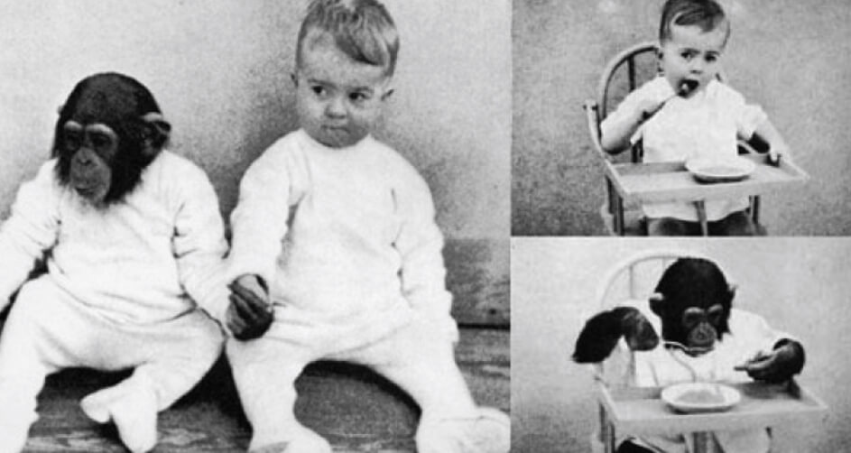 Однажды ученые пытались сделать из обезьяны человека, но ничего не вышло. Фото.