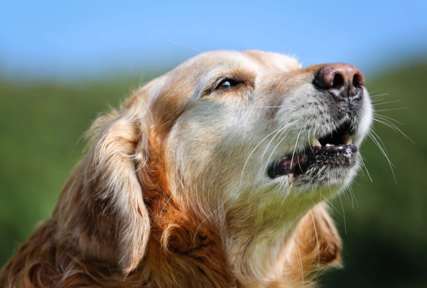 Животные умеют общаться, но речь у них примитивная. Фото.