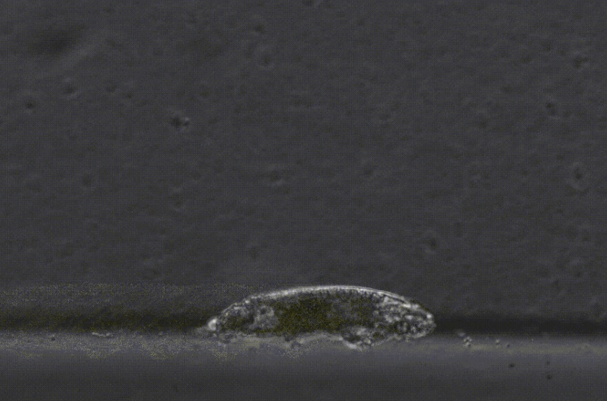 Шагающая тихоходка вида Hypsibius dujardini. Фото.