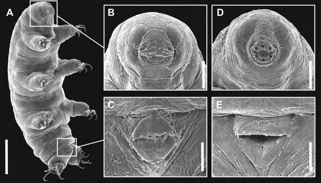 Тихоходка под микроскопом. Фото.