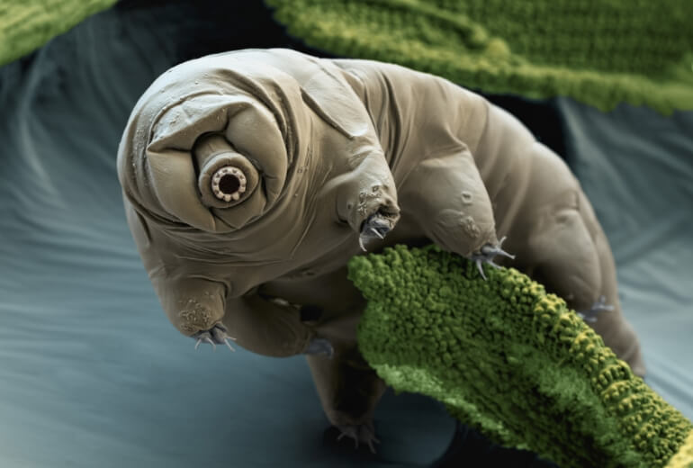 Наиболее правдоподобная 3D-модель тихоходки. Фото.