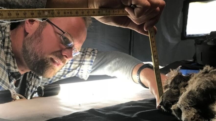 Исследователь Лав Дален изучает останки Бориса. Фото.