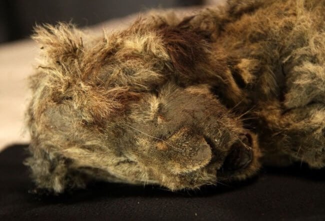В Якутии найдены останки пещерного львенка возрастом 28 000 лет. Фото.