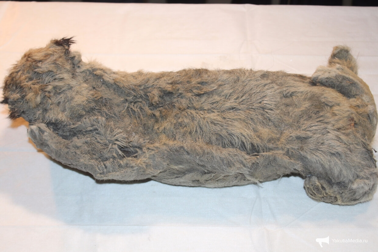 Львенок Борис. Фото.