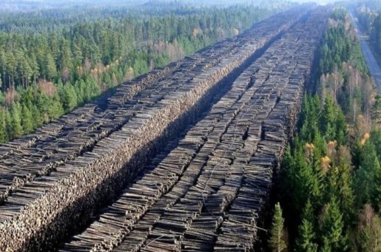 Опасность эволюции. В некоторых частях нашей планеты вырубка лесов имеет ужасающие масштабы. Фото.