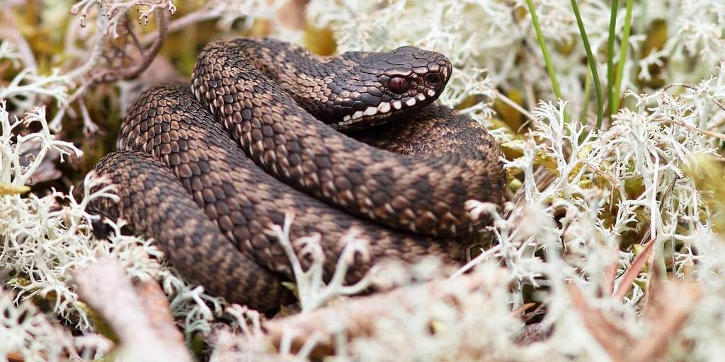 Гадюка обыкновенная редко нападает первой, но провоцировать ее не стоит. Фото.