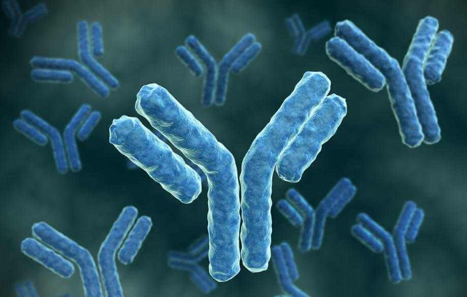 Как облегчают течение коронавирусной инфекции перенесенные ранее простуды. Иммунная система хорошо запоминает общие черты коронавирусов. Как облегчают течение коронавирусной инфекции перенесенные ранее простуды. Иммунная система хорошо запоминает общие черты коронавирусов. Фото.