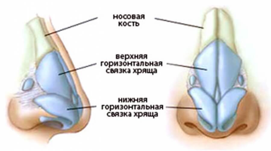 Хрящ носовой перегородки способен вылечить остеоартроз. Клетки из носового хряща способны образовывать прочную ткань, способную противостоять воспалению. Фото.
