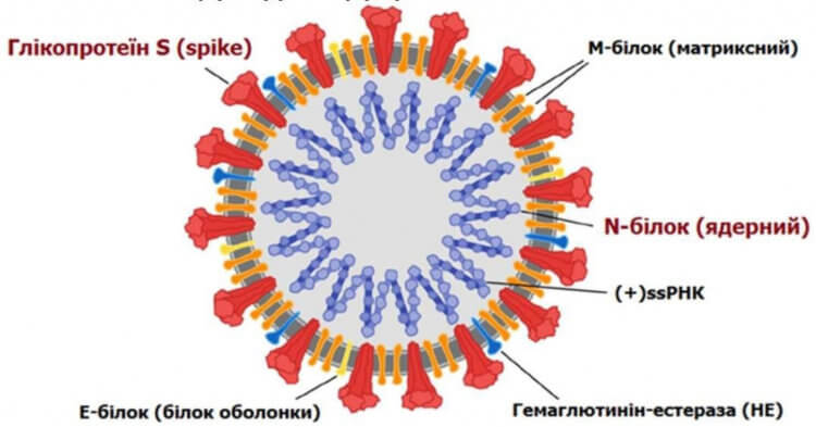 Опасен ли коронавирус Mu. Мутации вируса в спайковом белке могут делать его более заразным. Фото.