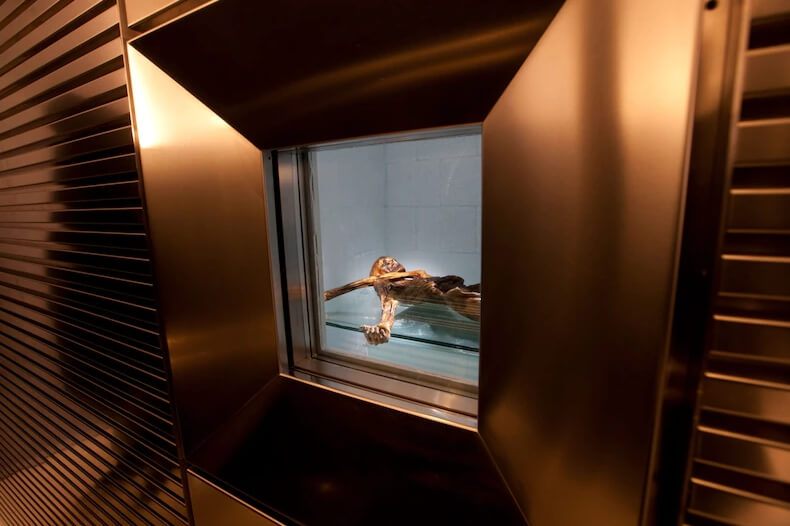 Исследование микрофлоры Эци. Тело Энци хранится в специальной холодильной камере, где поддерживается постоянная температура -6 градусов по Цельсию. Фото.