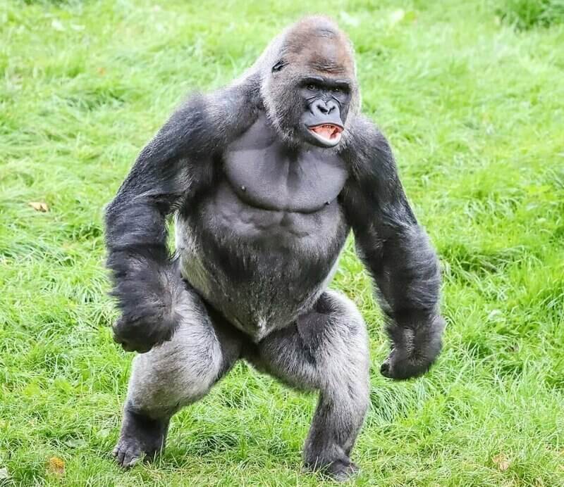 Как возникла мутация, которая лишила человека хвоста. Приматов лишил хвоста «прыгающий ген», который появился в белке TBXT. Как возникла мутация, которая лишила человека хвоста. Приматов лишил хвоста «прыгающий ген», который появился в белке TBXT. Фото.