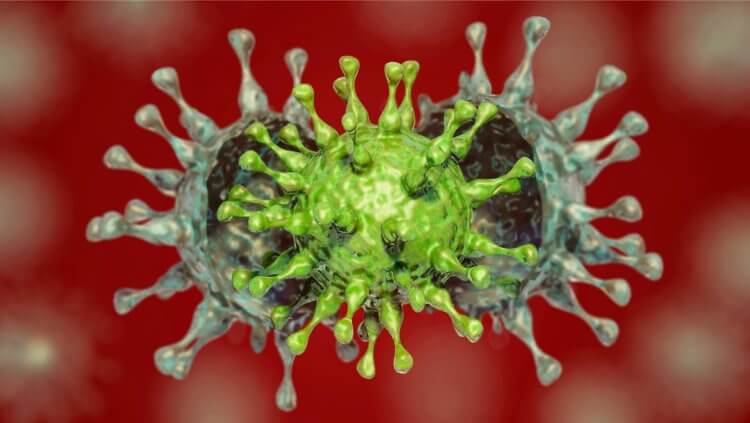 Ждать ли штаммы опаснее Дельты? Подсказки есть в вирусной эволюции. Мутации коронавируса воникают в процессе репликации, когда он распространяется в клетках. Фото.