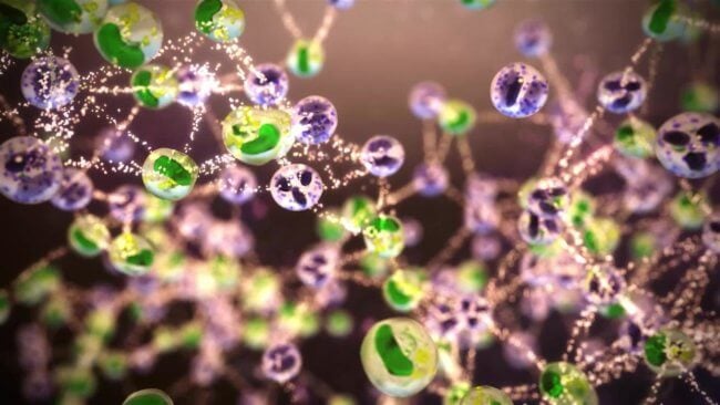 Иммунные клетки ловят бактерии ДНК-сетями и скармливают их другим клеткам. Фото.