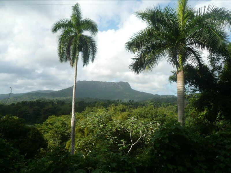 Глобальное потепление климата изменит тропические леса. За последние 30 лет в заповеднике увеличилось количество пальм. Фото.