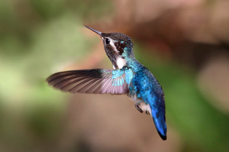 Почему некоторые самки колибри маскируются под самцов