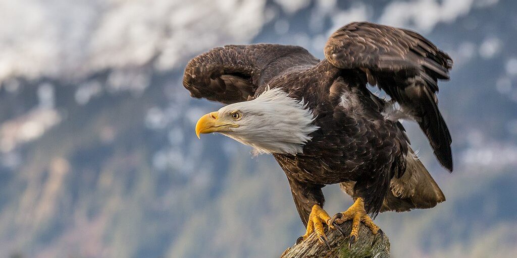 Что такое резервуар вируса и какую функцию он выполняет. Предположительно резервуаром для эболавируса являются орланы. Фото.
