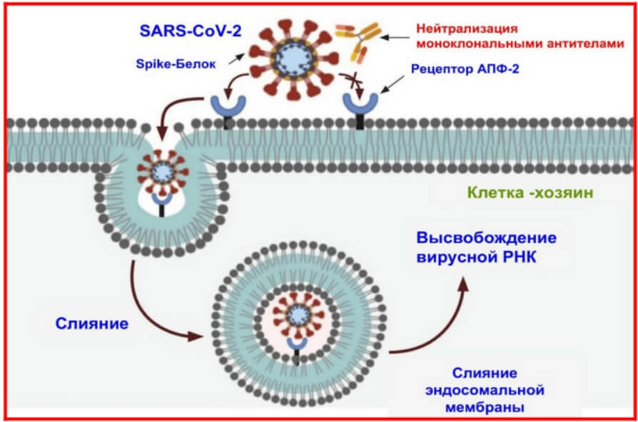 Заболеваю коронавирусом что делать. Проникновение вируса в клетку схема. Связывание вируса с рецепторами клетки. Слияние мембран. Слияние мембран вирусы.
