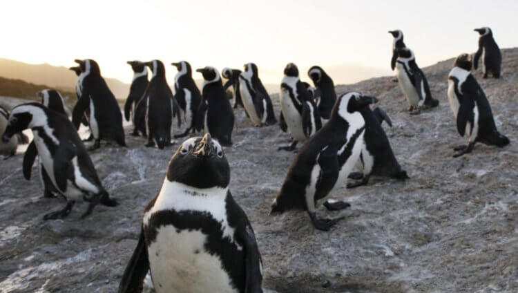Кто такие очковые пингвины? Очковые пингвины находятся на грани вымирания и теперь нуждаются в еще большей защите. Фото.