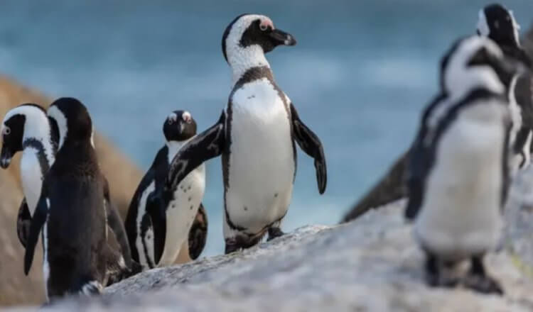Причина гибели африканских пингвинов. Очковые пингвины единственные в своем роде, кто размножается в Африке. Фото.